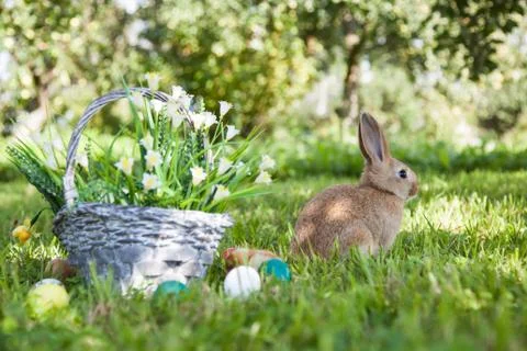 Cute rabbit on the grass Stock Photos