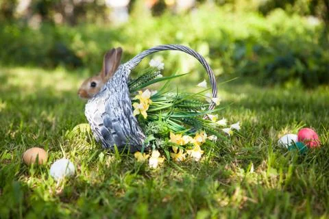 Cute rabbit on the grass Stock Photos