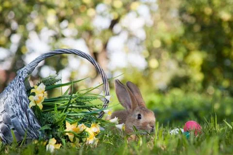 Cute rabbit on the grass Stock Photos