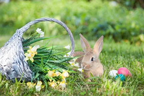 Cute rabbit on the grass Stock Photos