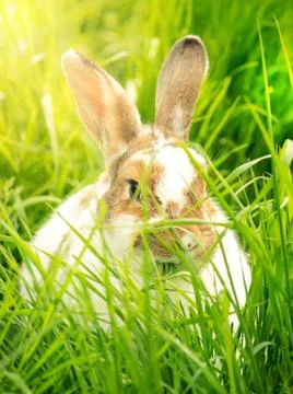 Cute rabbit in the grass Stock Photos