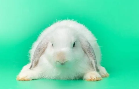 Cute rabbit with green background. Easter holiday concept Stock Photos