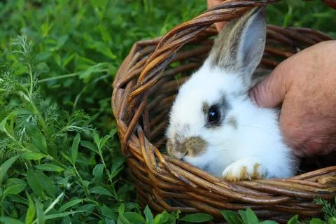Cute rabbit is held in a wicker basket surrounded by green plants in a garden 스톡 사진