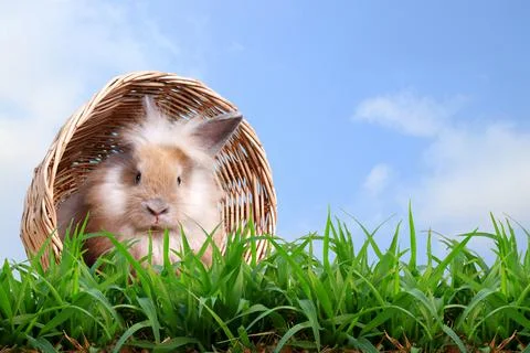 Cute rabbit hiding in a basket on a green lawn. Sky background Фото