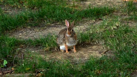 Cute Rabbit Hopping Through Grass – Animated Wildlife Scene Video stock 307468737