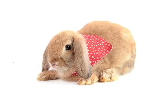 Cute rabbit isolated on a white background Stock Photos