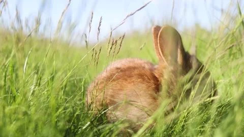 Cute rabbit jumping among spring grass Stock Footage 297755004