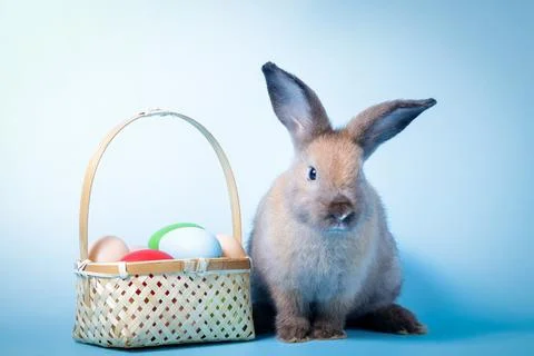 Cute rabbit, light brown fur with Easter eggs. blue background. Vertebrates.. Stock Photos