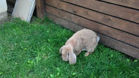 Cute rabbit with long ears sits on grass. Green grass grows beneath wooden fence Видео 344766206