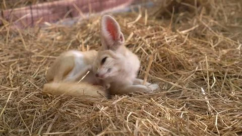 Cute rabbit lying on brown soil in a garden Stock Photos
