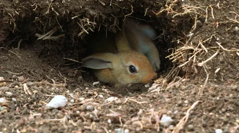 Cute rabbit lying in a hole Stock Footage 67600848