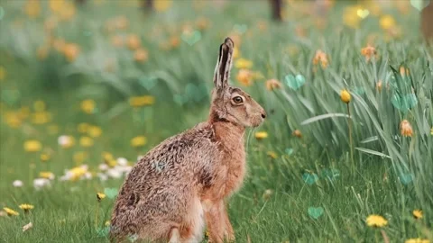 Cute Rabbit in Nest with Falling Blue Hearts and Bokeh Stock Footage 330245783