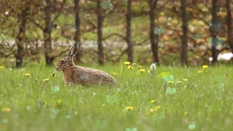 Cute Rabbit in Nest with Falling Blue Hearts and Bokeh Video stock 330245820