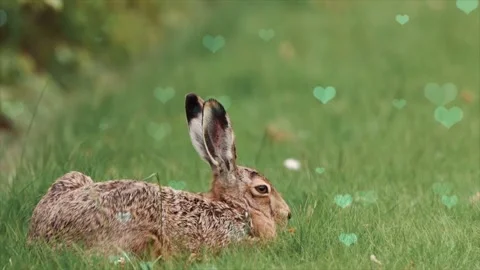 Cute Rabbit in Nest with Falling Blue Hearts and Bokeh Stock Footage 330245822