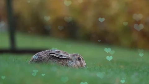 Cute Rabbit in Nest with Falling Blue Hearts and Bokeh Stock Footage 330245824