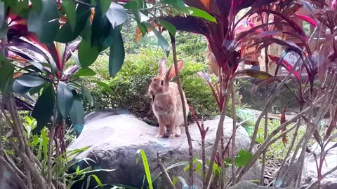 Cute Rabbit in Nest with Falling Blue Hearts and Bokeh 스톡 동영상 330245859