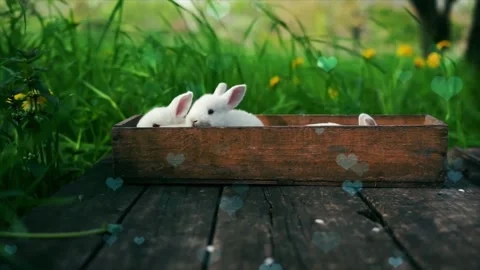 Cute Rabbit in Nest with Falling Blue Hearts and Bokeh Stock Footage 330245875