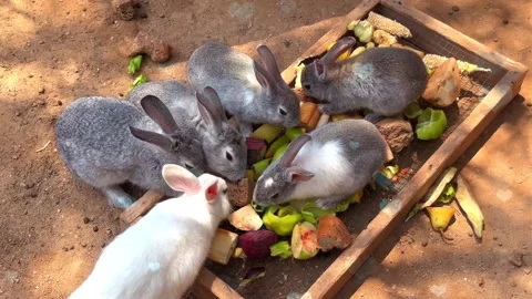 Cute Rabbit in Nest with Falling Blue Hearts and Bokeh Video stock 330245876