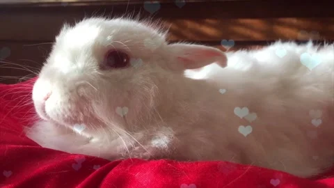 Cute Rabbit in Nest with Falling Blue Hearts and Bokeh Stock Footage 330245899