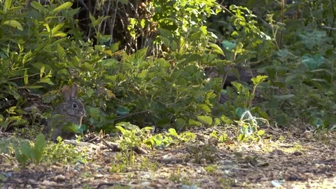 Cute Rabbit in Nest with Falling Blue Hearts and Bokeh Stock Footage 330245900