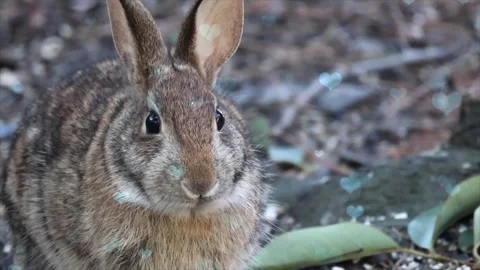 Cute Rabbit in Nest with Falling Blue Hearts and Bokeh Stock Footage 330245951