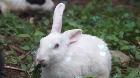 Cute Rabbit in Nest with Falling Blue Hearts and Bokeh Vídeo Stock 330245952
