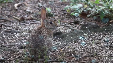 Cute Rabbit in Nest with Falling Blue Hearts and Bokeh Stock Footage 330245967