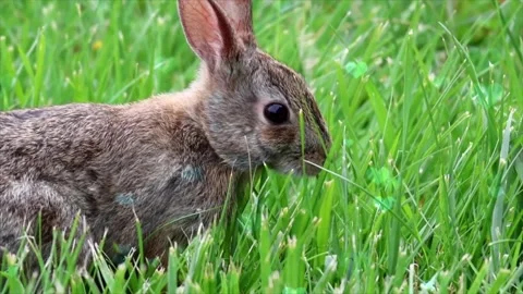 Cute Rabbit in Nest with Falling Blue Hearts and Bokeh Stock Footage 330245994