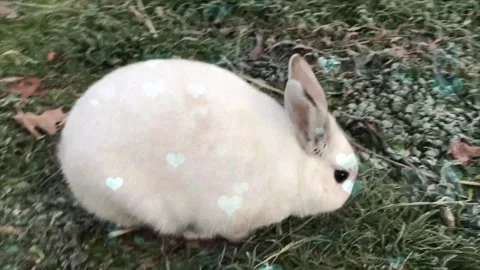 Cute Rabbit in Nest with Falling Blue Hearts and Bokeh Stock Footage 330246085
