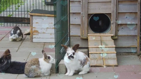 Cute Rabbit in Nest with Falling Blue Hearts and Bokeh Stock Footage 330246119