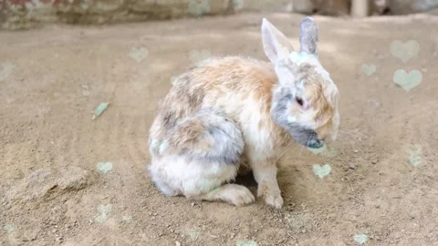 Cute Rabbit in Nest with Falling Blue Hearts and Bokeh Stock Footage 330246135