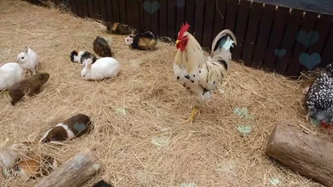 Cute Rabbit in Nest with Falling Blue Hearts and Bokeh Stock Footage 330246180