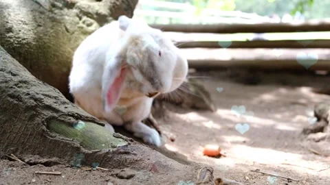 Cute Rabbit in Nest with Falling Blue Hearts and Bokeh Video stock 330246246