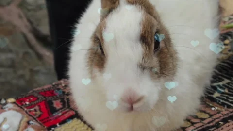 Cute Rabbit in Nest with Falling Blue Hearts and Bokeh Stock Footage 330246248