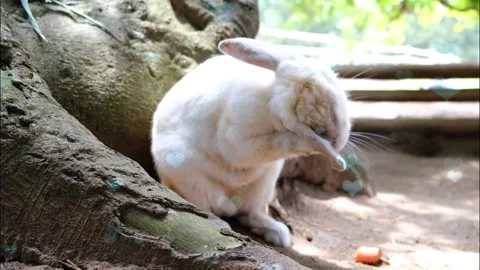 Cute Rabbit in Nest with Falling Blue Hearts and Bokeh Stock Footage 330246280