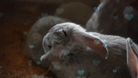 Cute Rabbit in Nest with Falling Blue Hearts and Bokeh Video stock 330246381