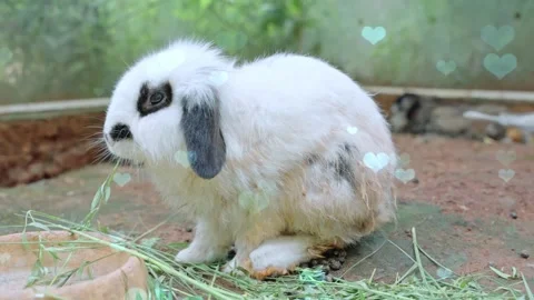 Cute Rabbit in Nest with Falling Blue Hearts and Bokeh Stock Footage 330246440