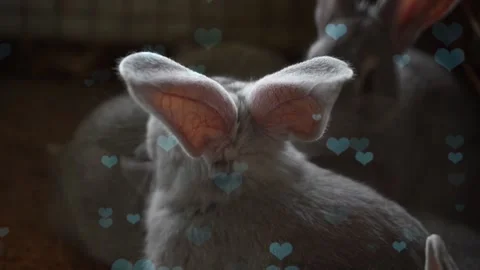 Cute Rabbit in Nest with Falling Blue Hearts and Bokeh 스톡 동영상 330246467