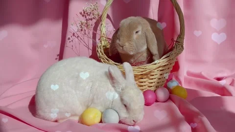 Cute Rabbit in Nest with Falling Blue Hearts and Bokeh Stock-Footage 330246469
