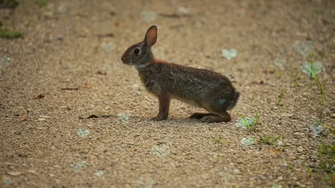 Cute Rabbit in Nest with Falling Blue Hearts and Bokeh Stock-Footage 330246501