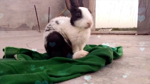 Cute Rabbit in Nest with Falling Blue Hearts and Bokeh Stock Footage 330246503