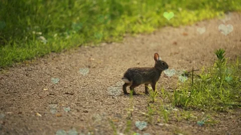 Cute Rabbit in Nest with Falling Blue Hearts and Bokeh Video stock 330246526