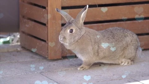 Cute Rabbit in Nest with Falling Blue Hearts and Bokeh Stock-Footage 330246529