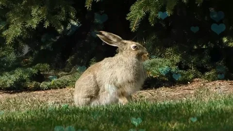 Cute Rabbit in Nest with Falling Blue Hearts and Bokeh Stock Footage 330246531