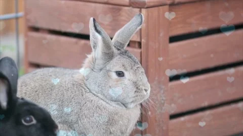 Cute Rabbit in Nest with Falling Blue Hearts and Bokeh 스톡 동영상 330246532