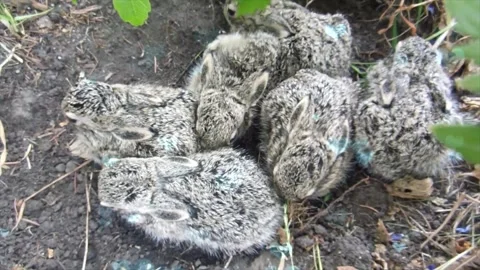 Cute Rabbit in Nest with Falling Blue Hearts and Bokeh Video stock 330246683