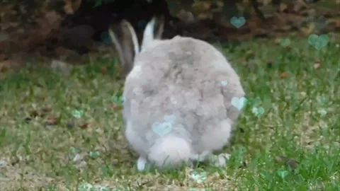 Cute Rabbit in Nest with Falling Blue Hearts and Bokeh Stock Footage 330246706