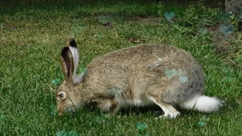 Cute Rabbit in Nest with Falling Blue Hearts and Bokeh Stock Footage 330246741