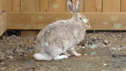 Cute Rabbit in Nest with Falling Blue Hearts and Bokeh Stock Footage 330246767