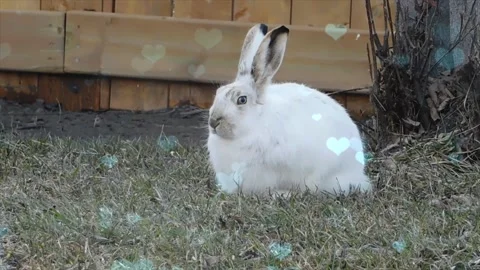 Cute Rabbit in Nest with Falling Blue Hearts and Bokeh Stock Footage 330246779